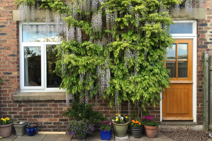 Green Walls 2 Tracing Green May 2015