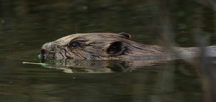 Rewilding Northumberland 1 Tracing Green July 2015