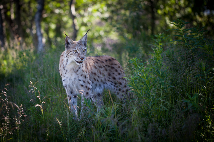 Rewilding Northumberland 3 Tracing Green July 2015